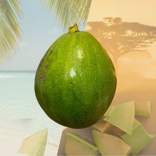 Avocat de Guadeloupe – Avocat-pays, chair fondante