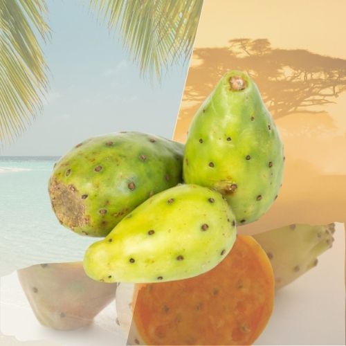 Figue de Barbarie – Fruit du cactus aux saveurs douces & exotiques