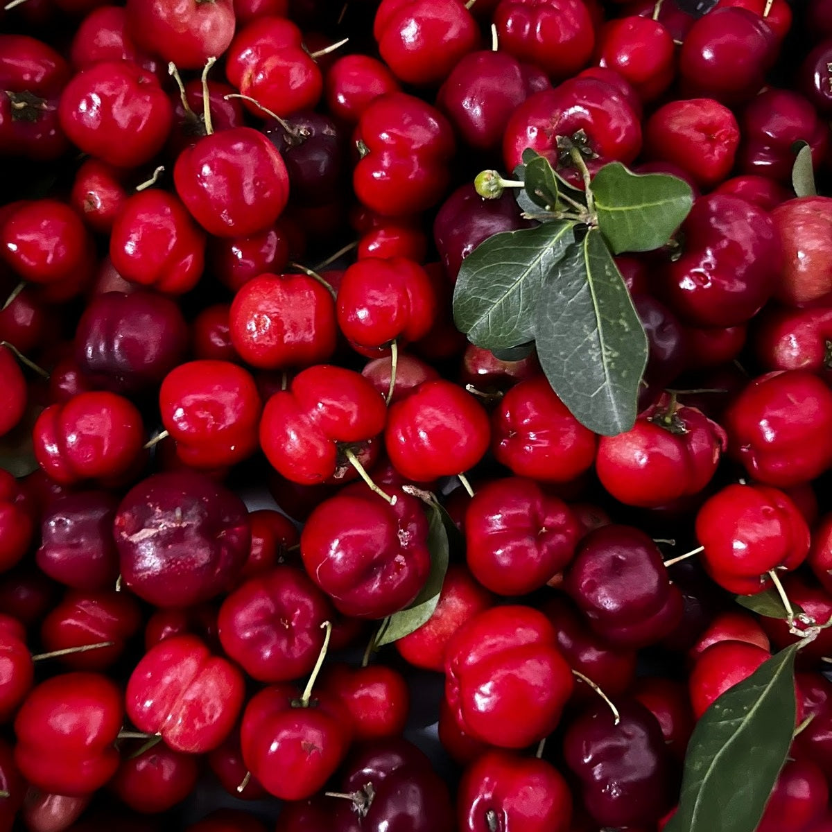 Acérola fraîche de Guadeloupe, cerise peyi en barquette de 250 g