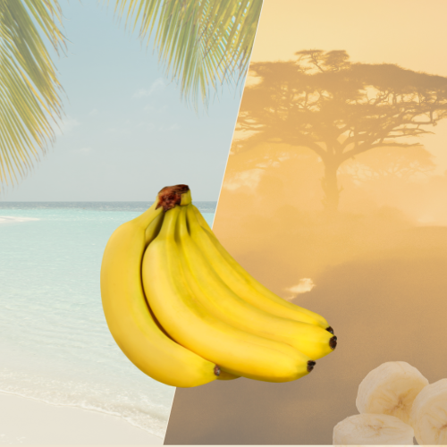 Banane des Antilles – Env. 1 kg