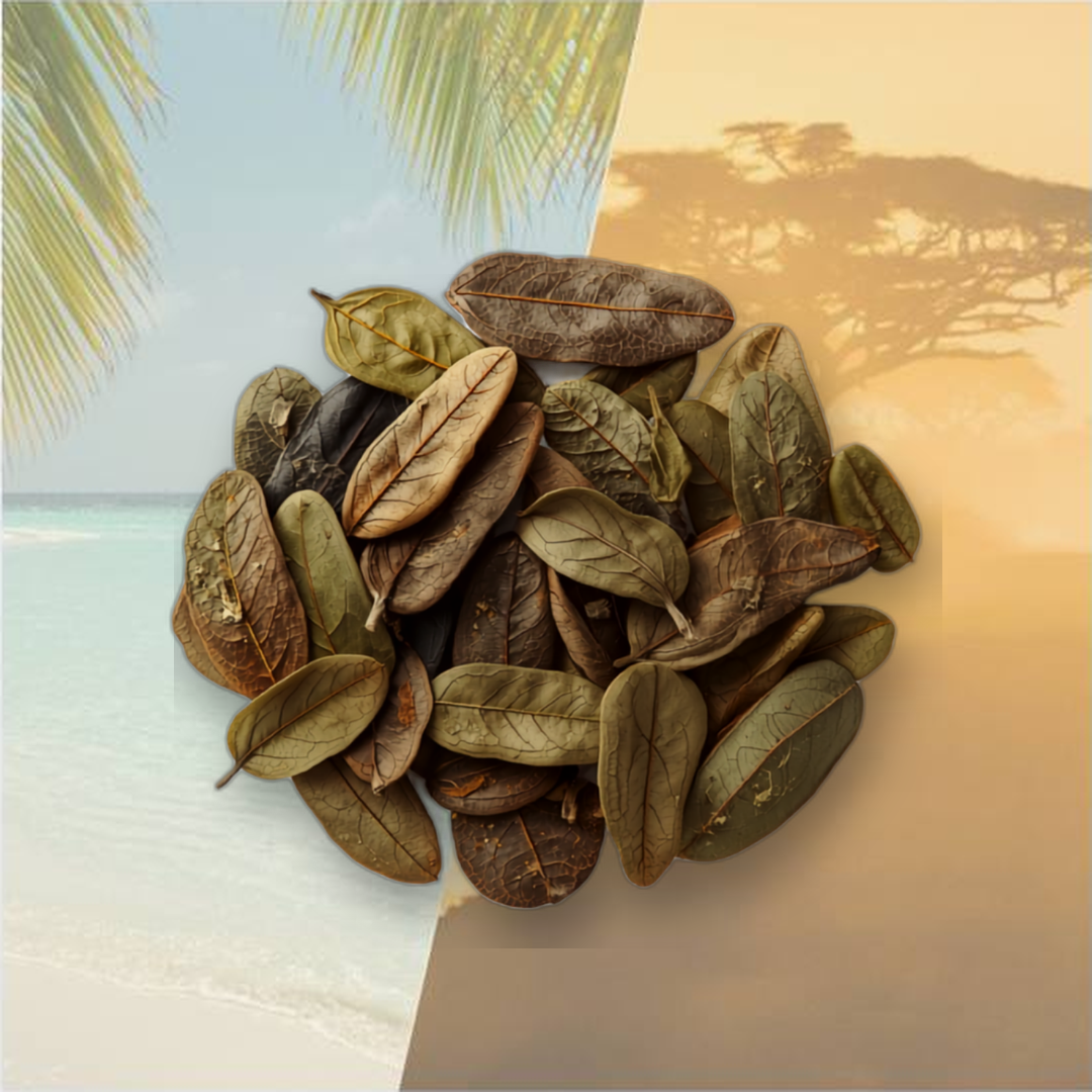 Illustration de feuilles séchées de Bois d’Inde sur fond Sougou Express