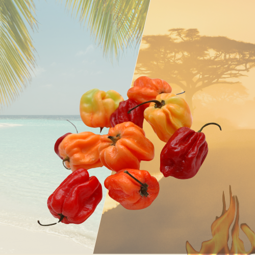 Piment antillais frais