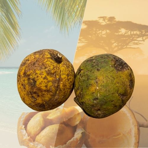 Fruit maad (zaban, Saba senegalensis) frais du Sénégal