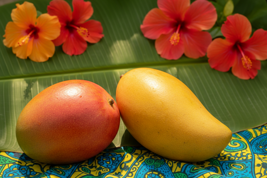 mangue-julie-vs-mingolo