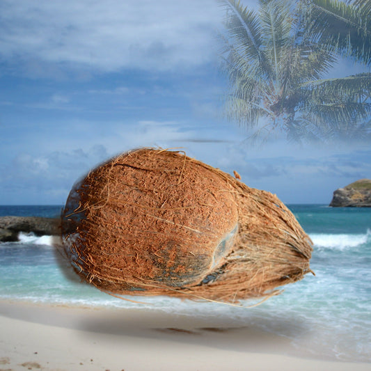 Coco sec entier de Guadeloupe vendu à la pièce