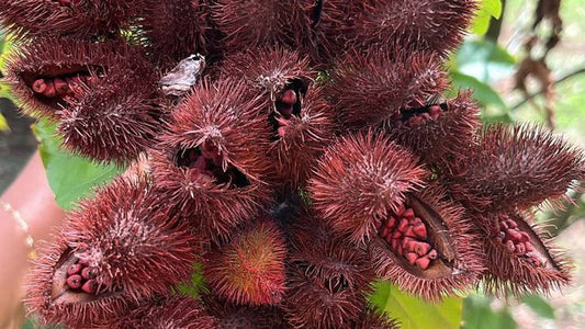 Bouquet de gousses fraîches de roucou, dont plusieurs ouvertes laissent voir les graines rouges