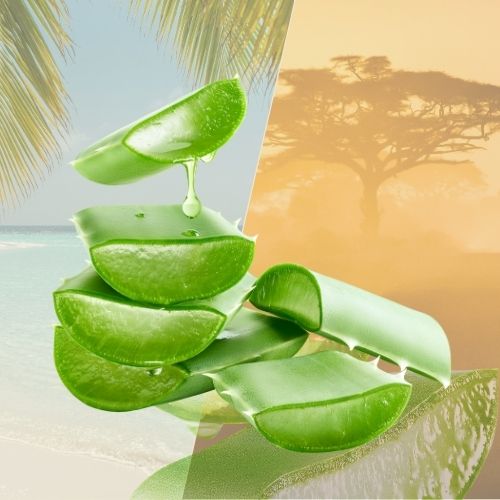 Aloe Vera frais – Plante aux vertus apaisantes & naturelles