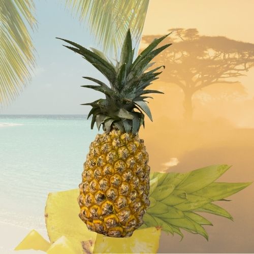 Ananas bouteille de Guadeloupe – Récolté à maturité