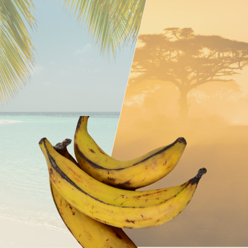 Banane plantain jaune – Mûre & sucrée env. 1 kg