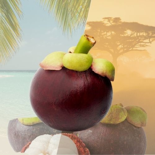Mangoustan frais – Saveur tropicale rare et sucrée