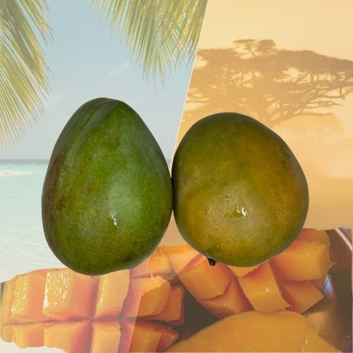 Mangue Greffe de Guadeloupe (2 Pièces) – Pulpe fondante & saveur intense