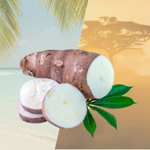 Manioc frais – Env. 1 kg