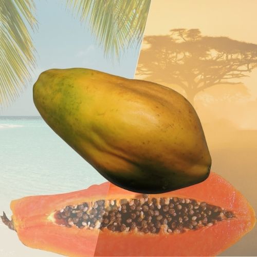 Papaye Formose – Fruit tropical généreux & parfumé