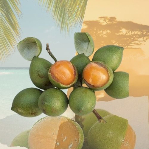 Quenette de Guadeloupe – Botte de 300g - Sougou Express