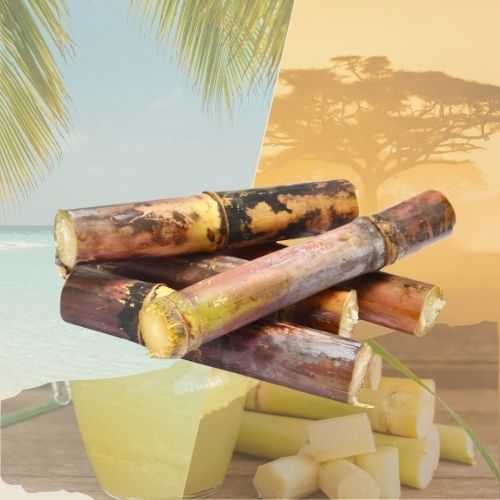 Canne à sucre de Guadeloupe – Fraîche & authentique