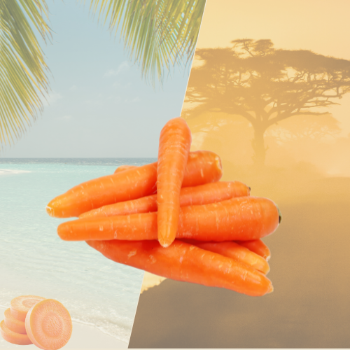 Carottes fraîches – calibre régulier 1 kg