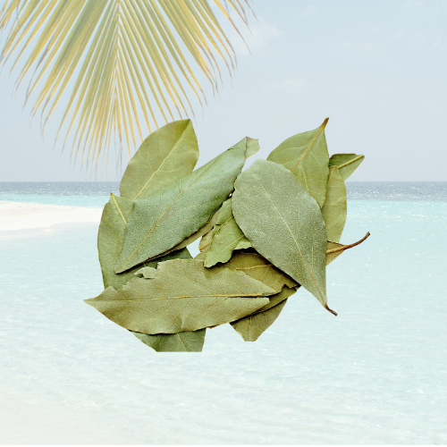Feuilles de Corossol de Guadeloupe — Tisane antillaise