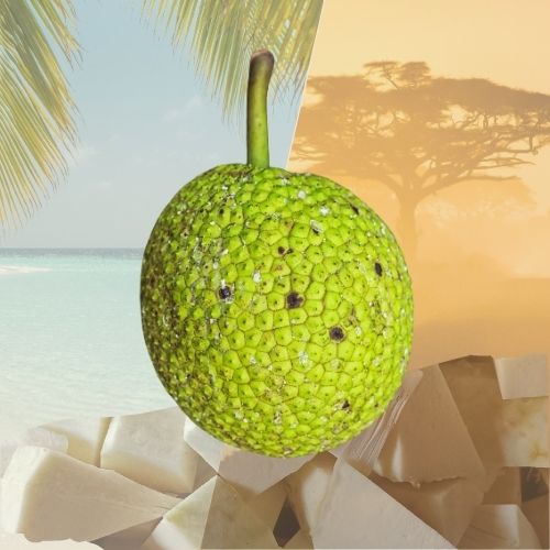 Fruit à pain de Guadeloupe – 100% naturel et congelé - Sougou Express