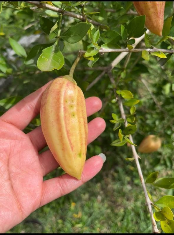 Fruit de l’arbre aux chandelles Kann Jamaik sur son arbre