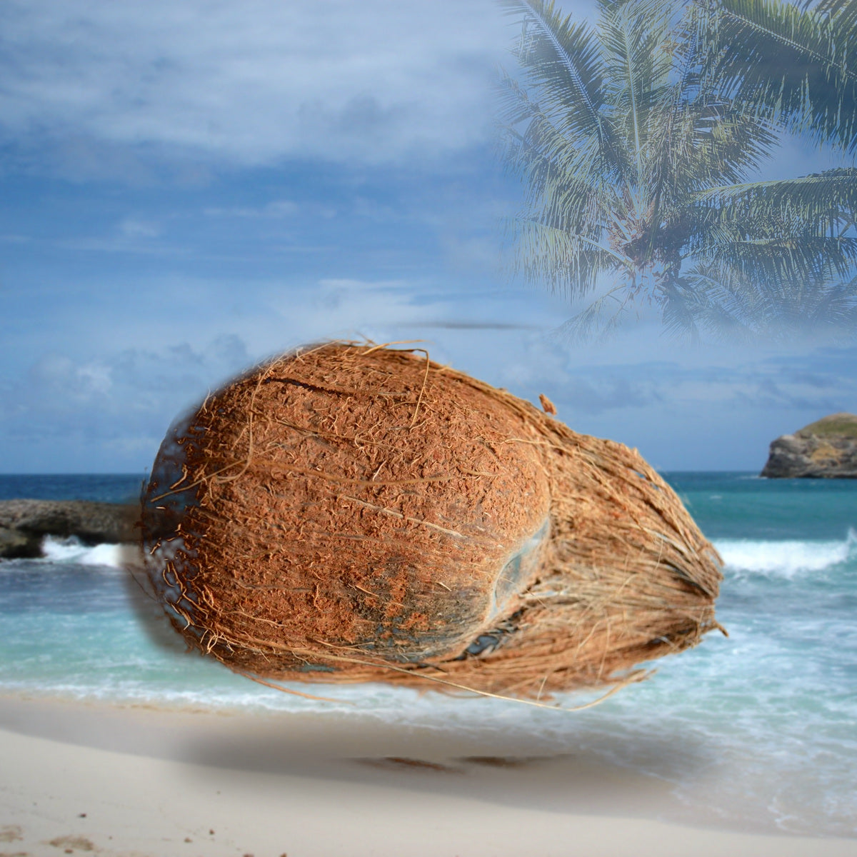Noix de coco entière sur une plage tropicale de Guadeloupe