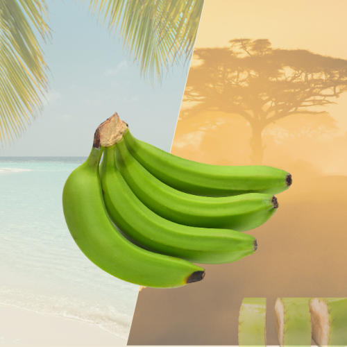 Banane verte Poyo – Env. 1 kg